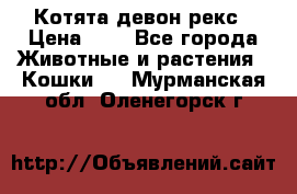 Котята девон рекс › Цена ­ 1 - Все города Животные и растения » Кошки   . Мурманская обл.,Оленегорск г.